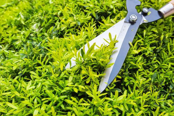 Lawn Mover Cutting